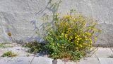 Klein streepzaad  (Crepis capillaris)