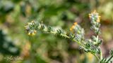 Kleinbloemige amsinckia  (Amsinckia micrantha Suksd.)