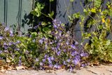 Kruipklokje (Campanula poscharskyana)