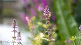 Moerasandoorn  (Stachys palustris)