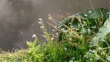 Moerasvergeet-mij-nietje  (Myosotis scorpioides s. scorpioides)