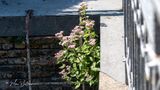Koninginnekruid of leverkruid (Eupatorium cannabinum) 