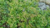 Struikaster  (Baccharis halimifolia)