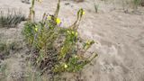 Teunisbloem  (Oenothera)