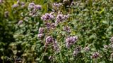 Wilde marjolein  (Origanum vulgare)