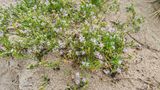 Zeeraket  (Cakile maritima)