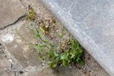 Akkervergeet-mij-nietje  (Myosotis arvensis L. Hill)