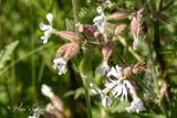 Avondkoekoeksbloem  (Silene latifolia subsp. alba)