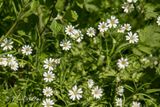 Grote muur  (Stellaria holostea)