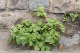 Harig knopkruid (Galinsoga quadriradiata, soms ook Galinsoga ciliata)