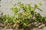 Kaal knopkruid  (Galinsoga parviflora)