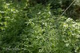 Kleefkruid  (Galium aparine)