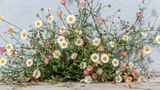 Muurfijnstraal  (Erigeron karvinskianus)