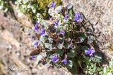 Purper viooltje  (Viola riviniana Purpurea)