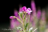 Harig wilgenroosje  (Epilobium hirsutum)