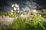 Pinksterbloem (Cardamine pratensis)
