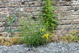 Bezemkruiskruid (Senecio inaequidens)