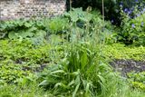 Smalle weegbree (Plantago lanceolata)