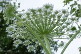 Reuzenberenklauw (Heracleum mantegazzianum) 