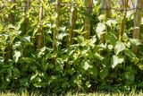 Brandnetel  (Urtica dioica)