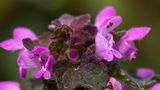Paarse dovenetel (Lamium purpureum)