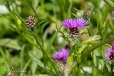 Knoopkruid (Centaurea jacea)