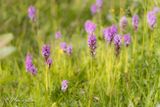 Rietorchis (Dactylorhiza praetermissa)