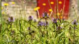 Gewone brunel (Prunella vulgaris)
