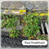 Kaal knopkruid.jpg