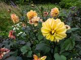Dahlior 