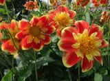  Halskrsdahlia