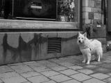 Black & White
