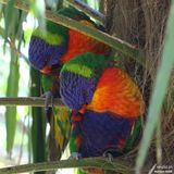 Parrot / Perroquet