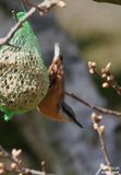 Wood Nuthatch / Sittelle Torchepot (Sitta Europaea)
