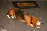 24-04-2007 : Welcome / Bienvenue