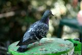 Pigeon