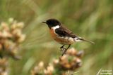 Common Stonechat / Tarier ptre (Saxicola torquatus)