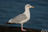 Herring gull / Goland argent