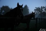 20-11-2007 : Horses at dusk / Chevaux au crpuscule