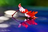 Colors of Autumn, Woodinville, Washington 106  