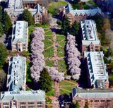 The University of Washington Cherry Blossom in the Quad, Seattle, Washington 1255  