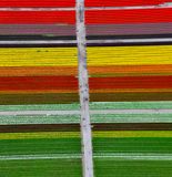 Roozengaarde Tulip Field, Mount Vernon, Washington 1092  