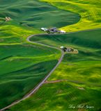 Carnola Fields in Palouse Hill of Eastern Washington 098 