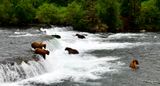 Brown Bears at Brook Falls, Katmai National Park, King Salmon, Alaska 2968  