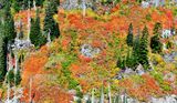 Autumn Colors above Lake Isabel, Cascade Mountains, Washington 056  