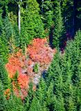 Orange Foliage in Forks of the Sky State Park, Index, Washington 162 