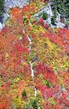 Orange Foliage in Forks of the Sky State Park, Index, Washington 173  