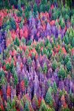 The Living and The Dead Forest from Bolt Creek Fire 2022, Baring Washington 614  