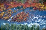 Colorful Ground Foliages on the Skykomish River, Washington 390  