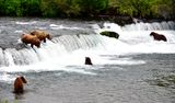 Brown Bears at Brook Falls, Katmai National Park, King Salmon, Alaska 2830 